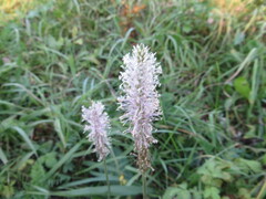 Plantago media, photograph (c) Andrey Sdobnikov, some rights reserved (CC BY)