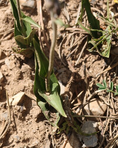 Epipactis atrorubens, photograph 2