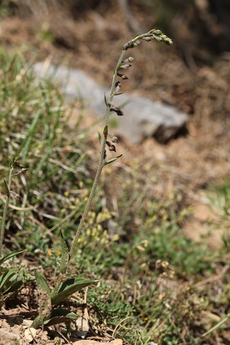Epipactis atrorubens