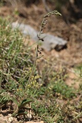 Epipactis atrorubens
