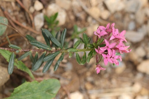 Daphne cneorum