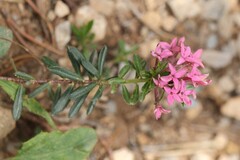 Daphne cneorum