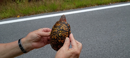 Eastern Box Turtle