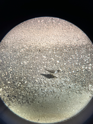 Common Sandpiper