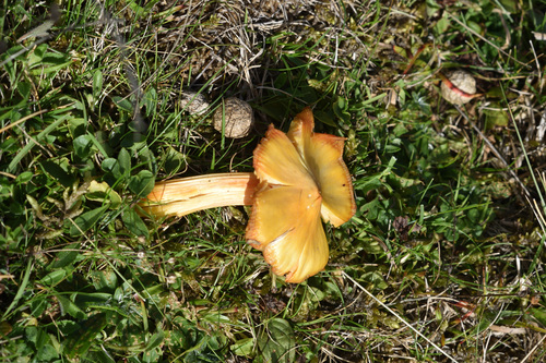 Persistent Waxcap
