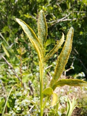 Puccinia sii-falcariae