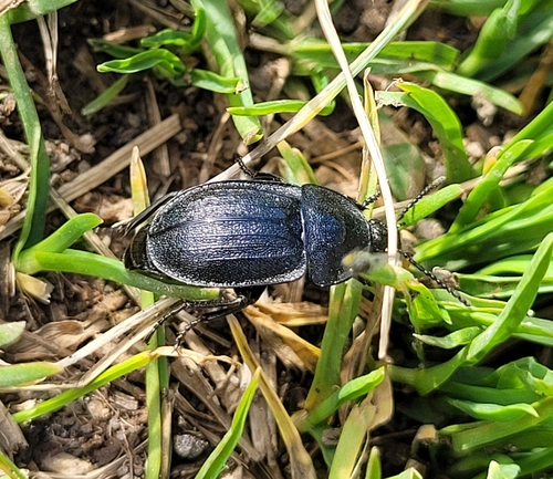 Black snail beetle