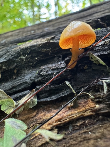 orange mycena