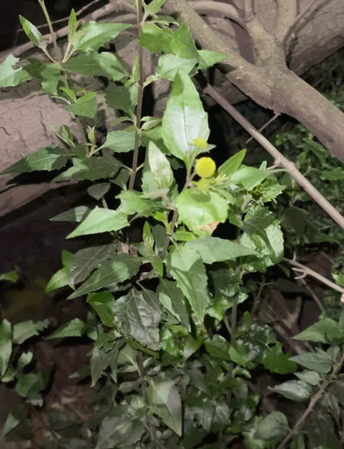 Podanthus mitiqui, photograph 4