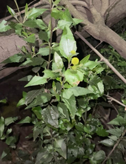 Podanthus mitiqui, photograph author not stated, no rights reserved
