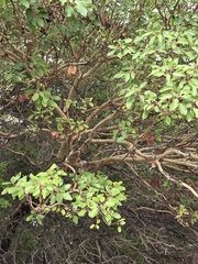 Arbutus xalapensis, photograph (c) Rachel, some rights reserved (CC BY)