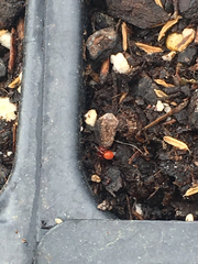 Ceratinopsidis formosa