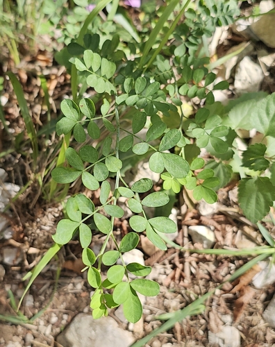 Scorpion Senna