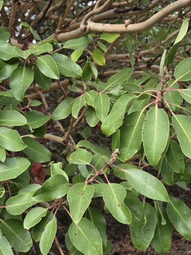 Arbutus xalapensis, photograph 6