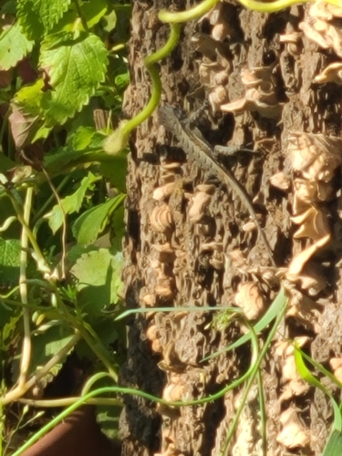 Prairie Lizard
