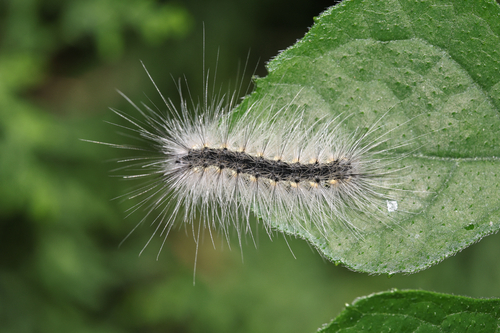 Fall Webworm Moth