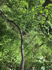 Crataegus calpodendron