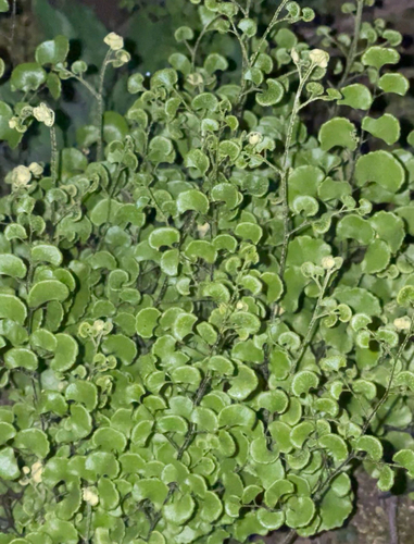 Adiantum chilense