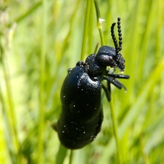 Meloe brevicollis