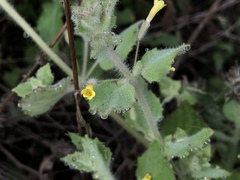 Erythranthe floribunda