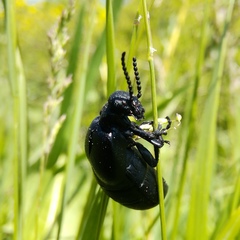 Meloe brevicollis