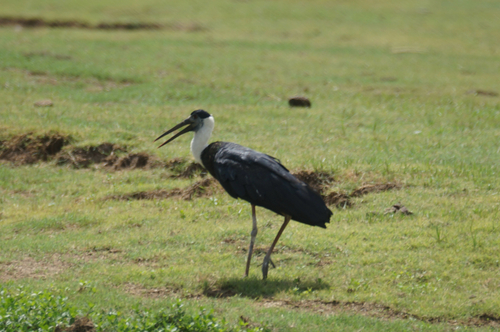 Asian Woolly-necked Stork