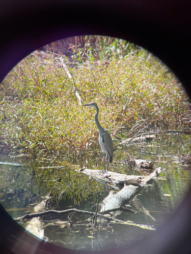 Grey Heron