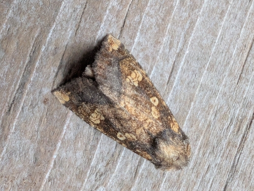 Burdock Stem Borer Moth
