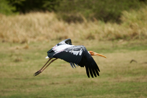 Painted Stork