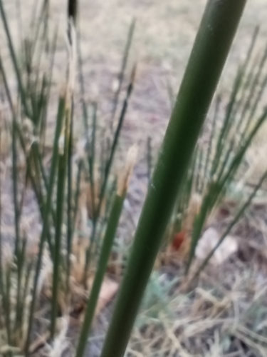 Scirpoides holoschoenus, photograph 2