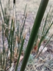 Scirpoides holoschoenus, photograph author not stated, no rights reserved