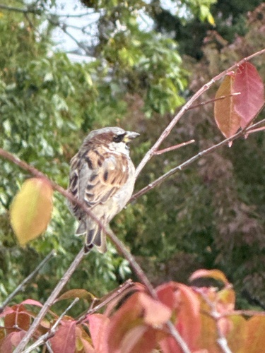 House Sparrow