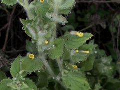 Erythranthe floribunda