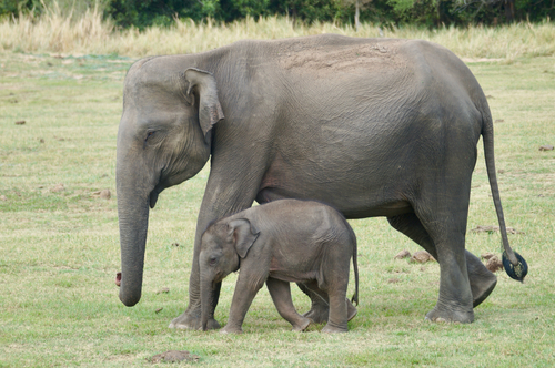 Asian Elephant