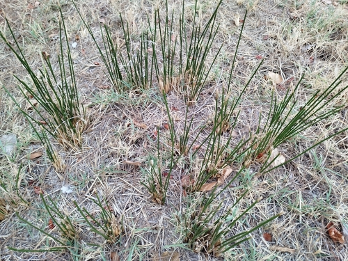 Scirpoides holoschoenus, photograph 3