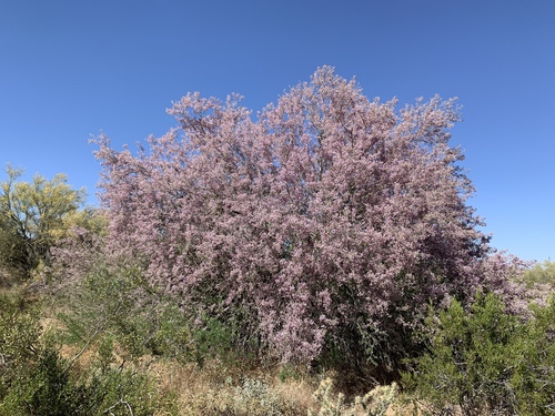 desert ironwood