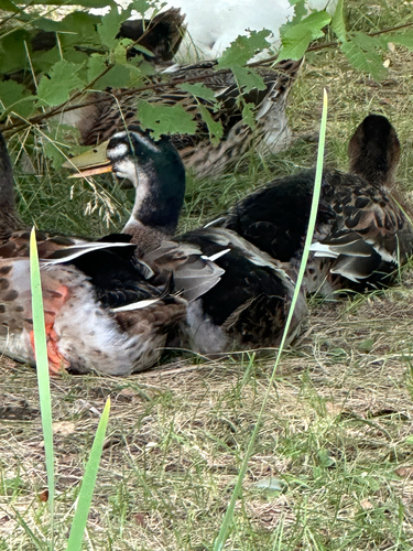 Domestic Mallard