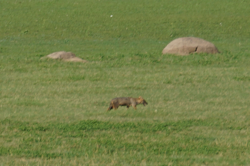 Golden Jackal