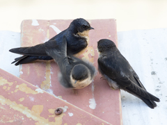 Pygochelidon cyanoleuca