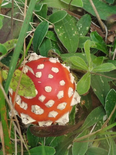 Fly Agaric