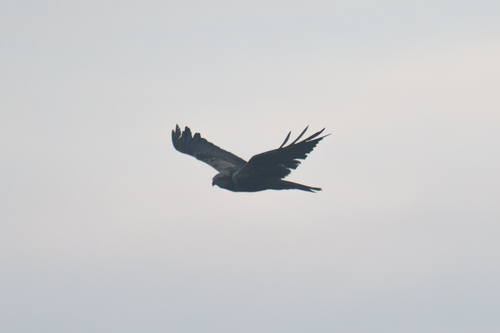 Western Marsh Harrier
