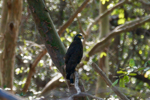 Crested Serpent-Eagle