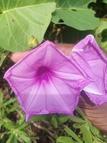 Beach Morning Glory
