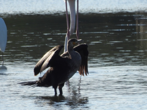 Great Cormorant