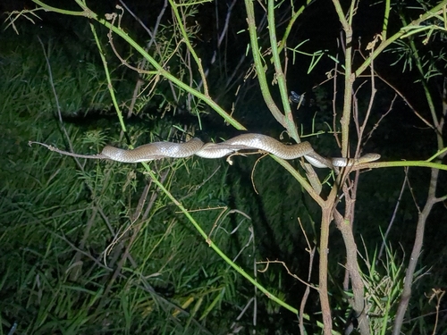 Yellow-spotted Keelback