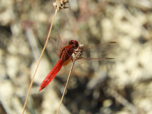 Broad Scarlet