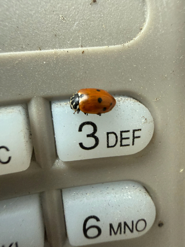Variegated Lady Beetle