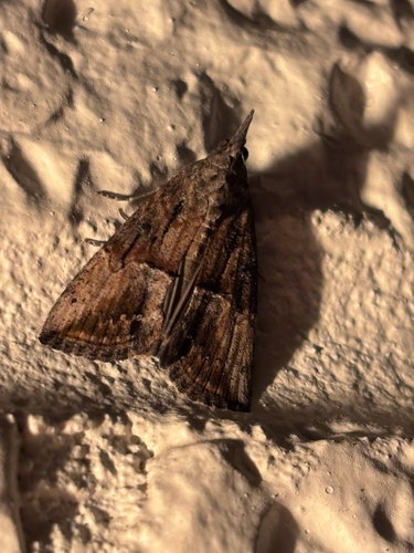 Green Cloverworm Moth