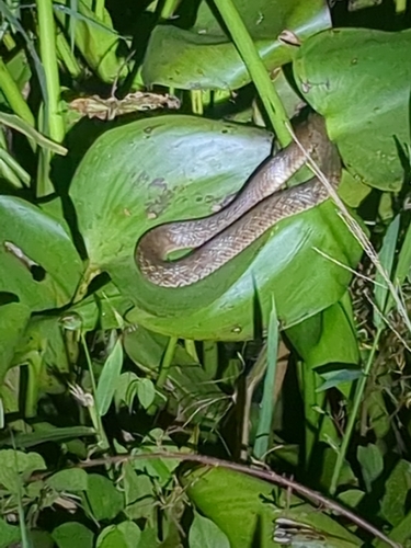 Yellow-spotted Keelback