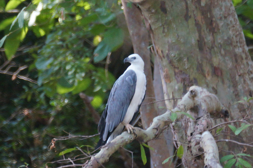 White-bellied Sea-Eagle